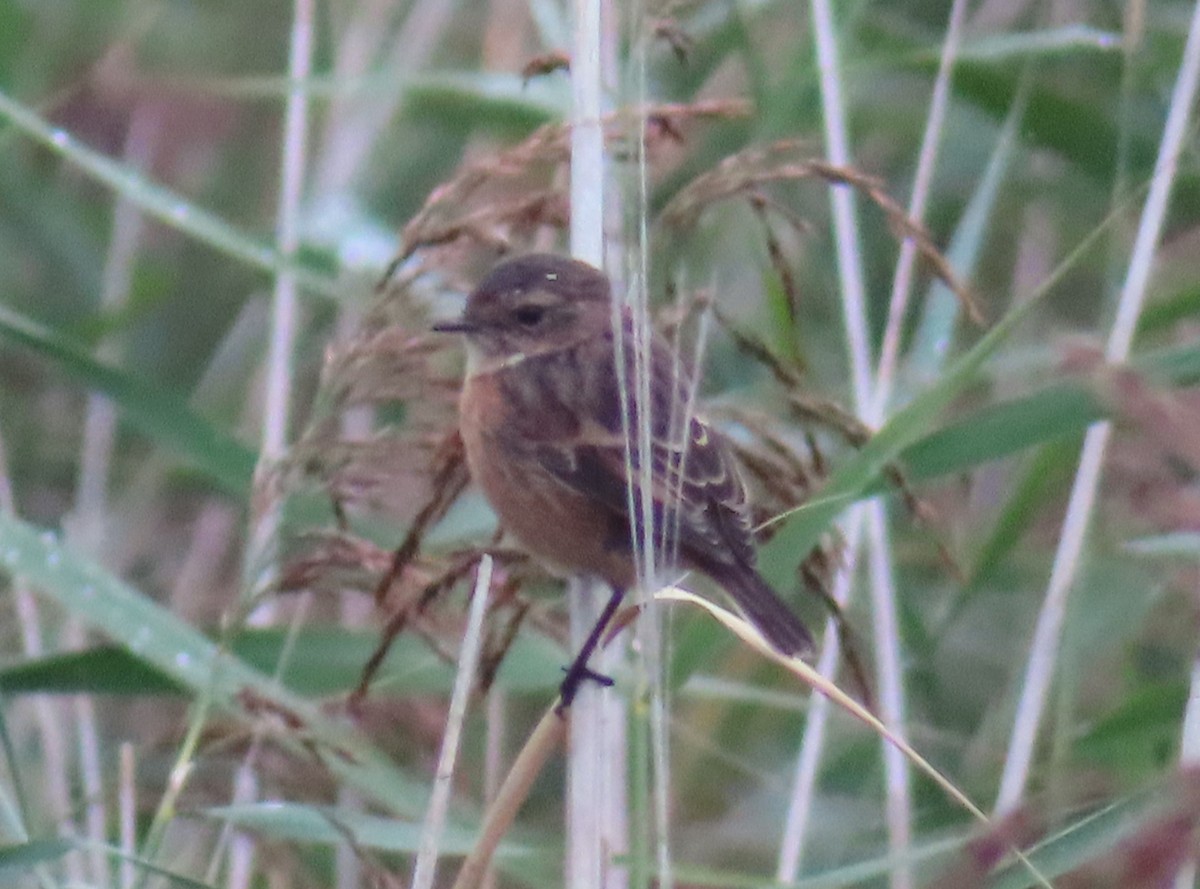 European Stonechat - ML624129526