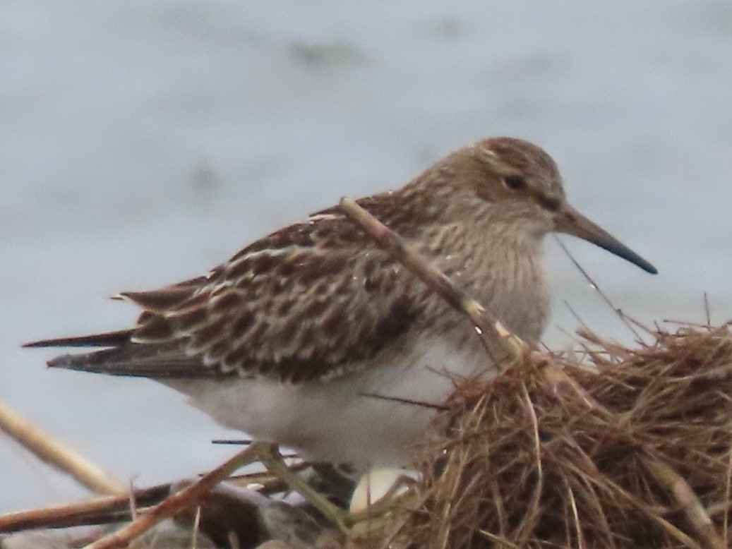 Pectoral Sandpiper - ML624129542