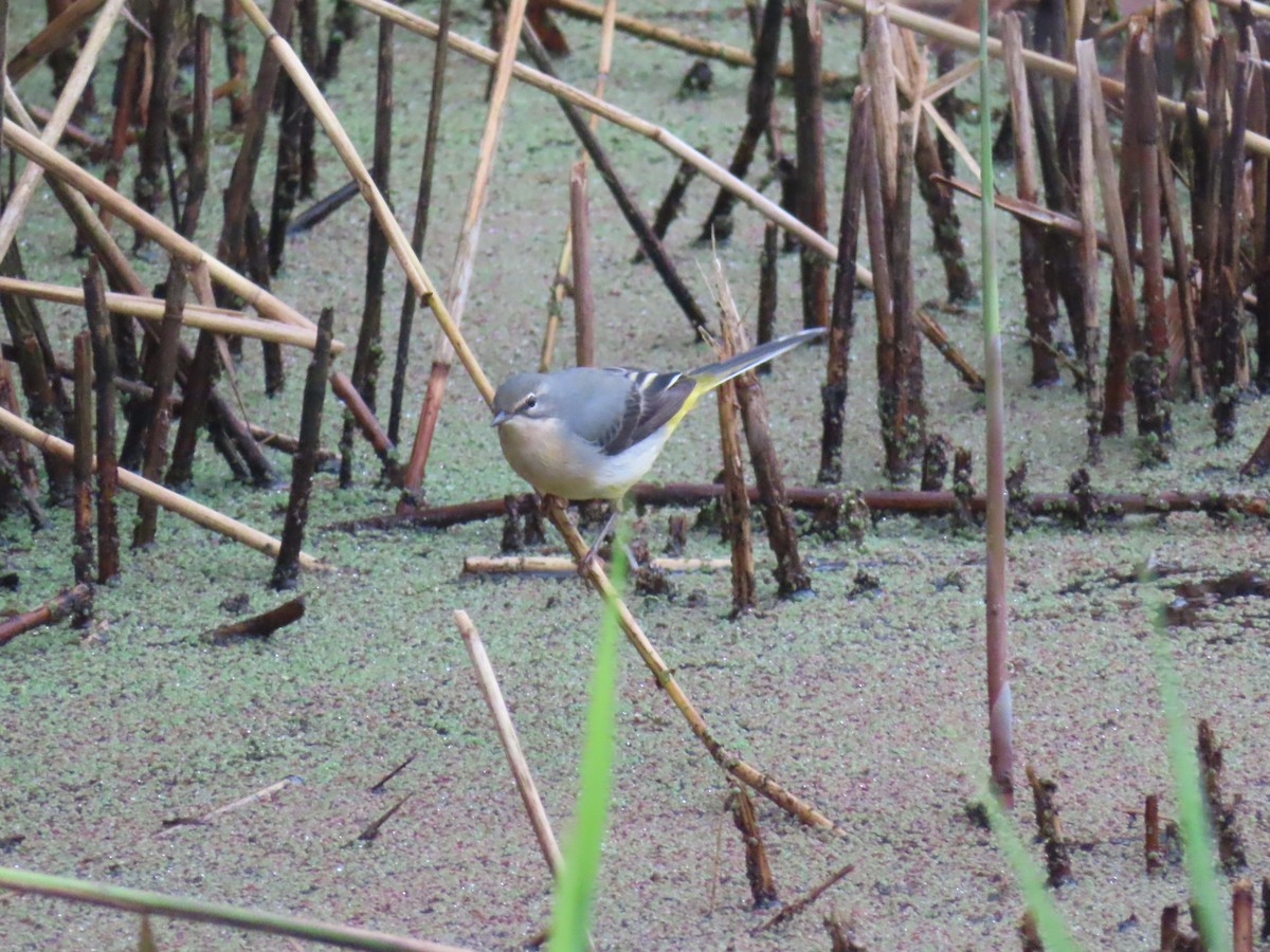 Gray Wagtail - ML624129547