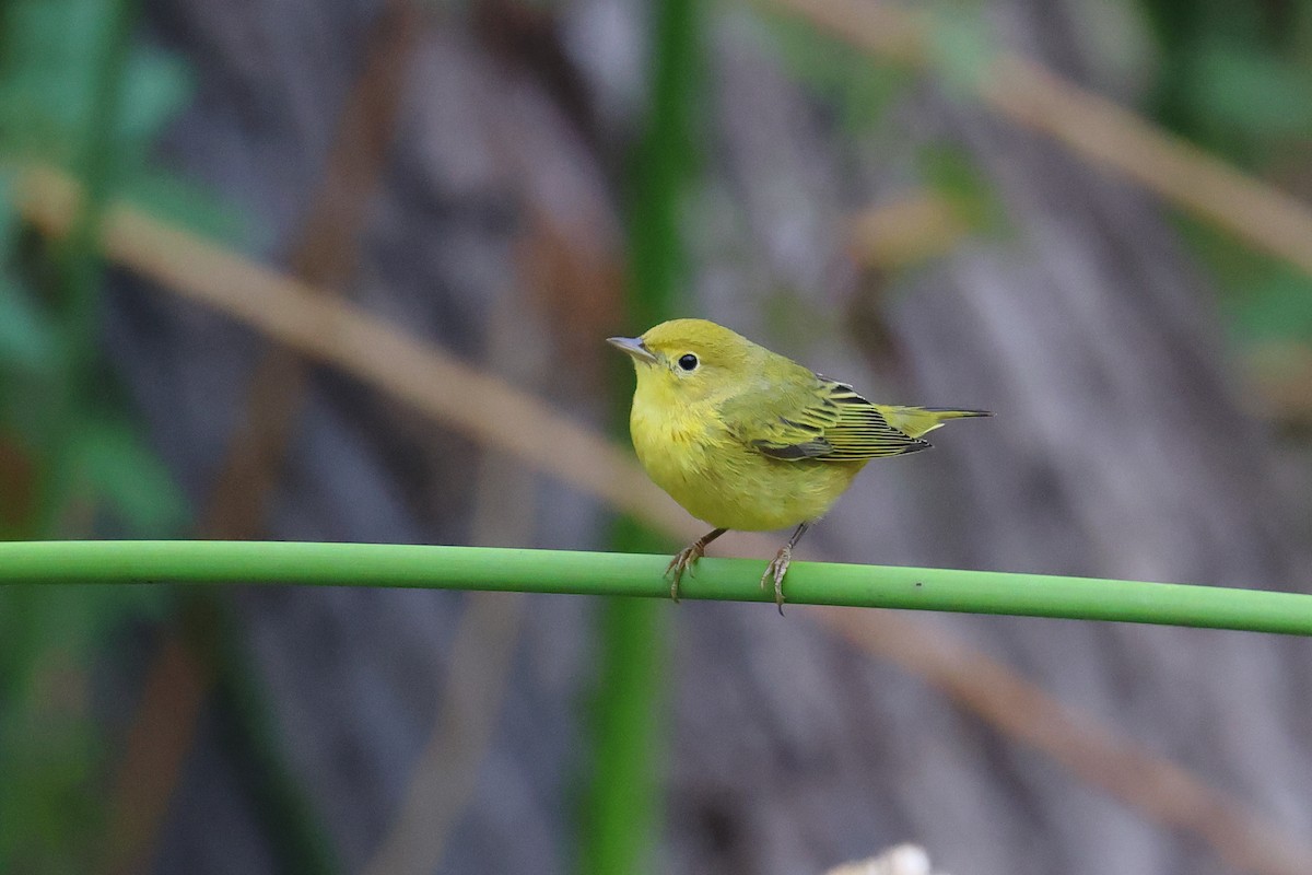 Yellow Warbler - ML624129564