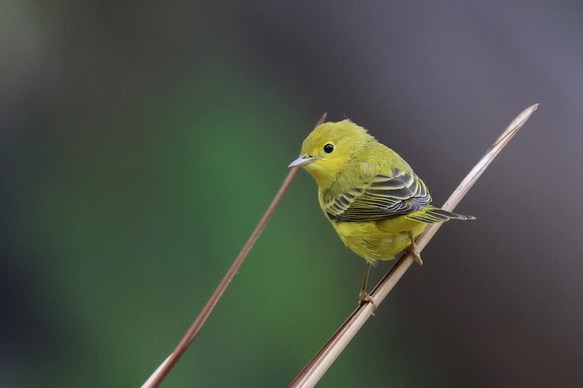 Yellow Warbler - ML624129566