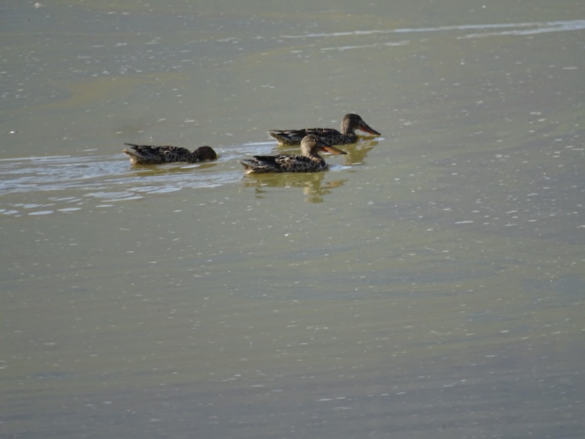 Northern Shoveler - ML624129571