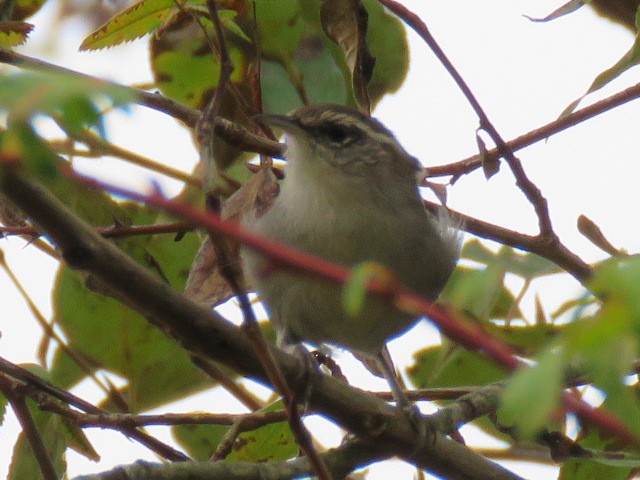 Bewick's Wren - Don Wilshere