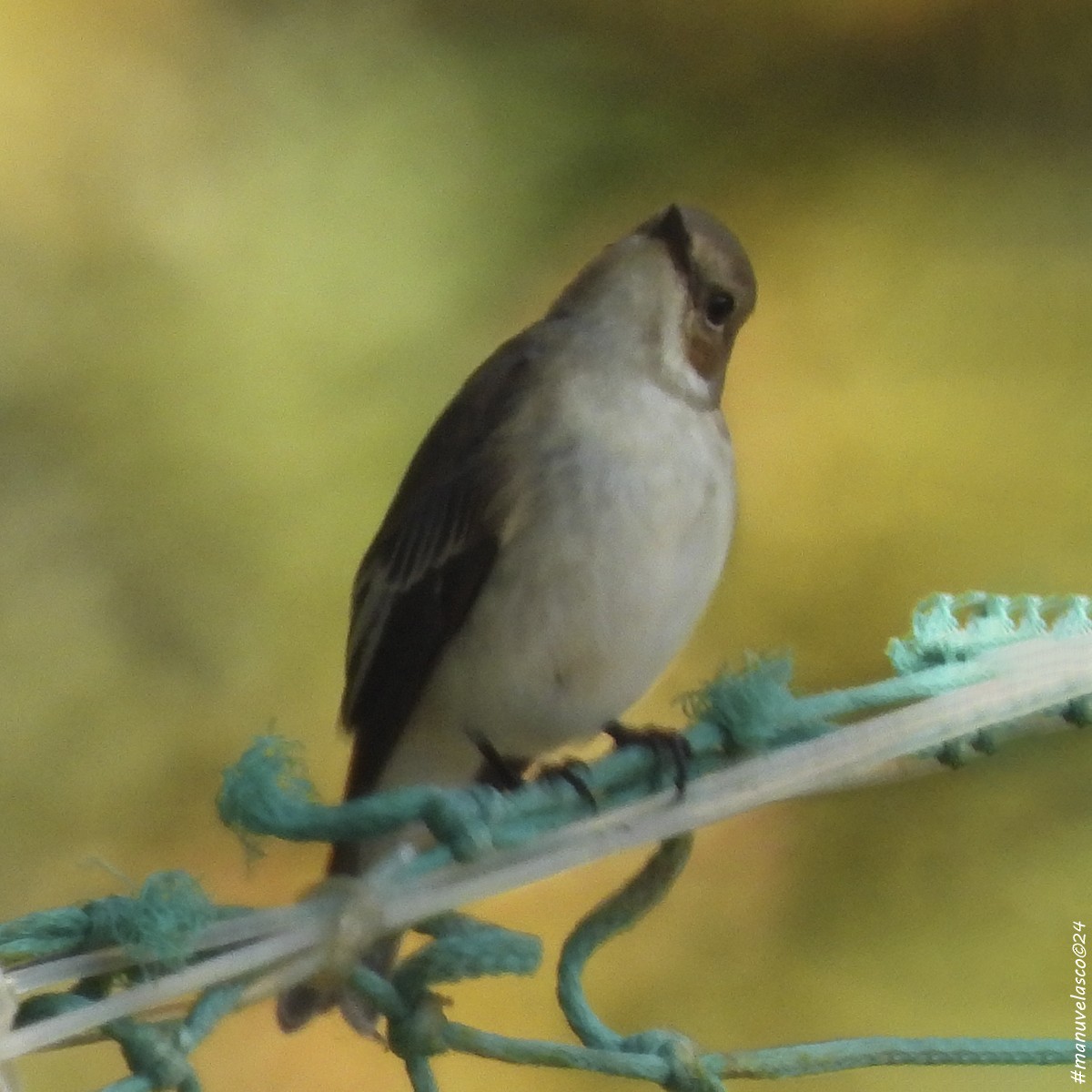 European Pied Flycatcher - ML624129583