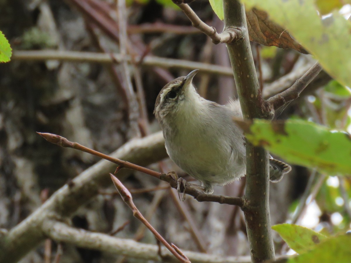 Bewick's Wren - ML624129589