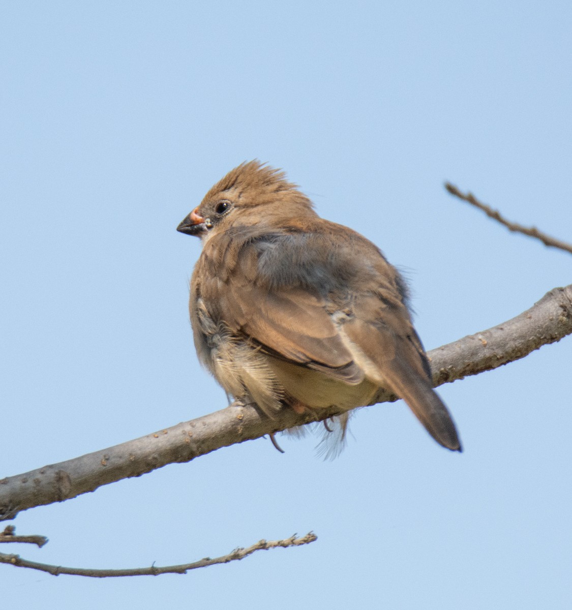 Pin-tailed Whydah - Kim Moore