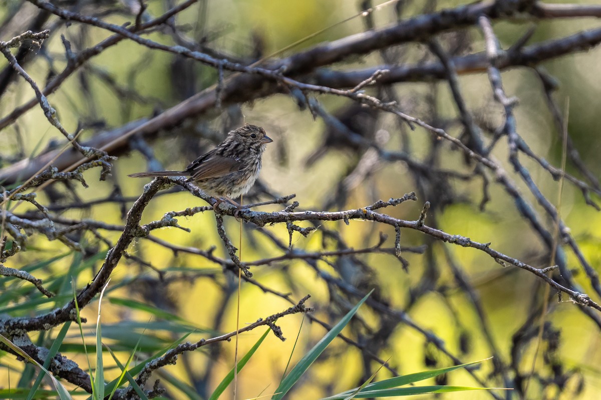 Song Sparrow - ML624129596