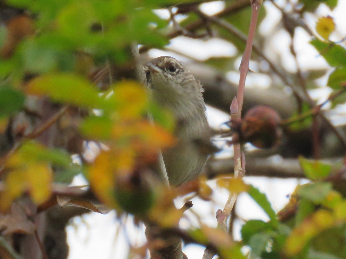 Bewick's Wren - ML624129598