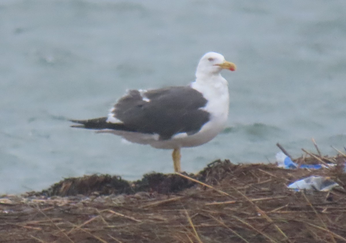 Lesser Black-backed Gull - ML624129608