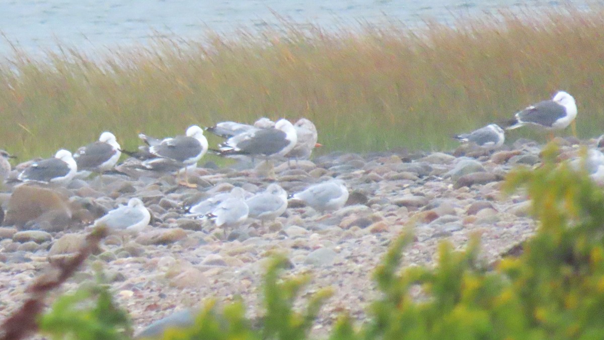 Lesser Black-backed Gull - ML624129610