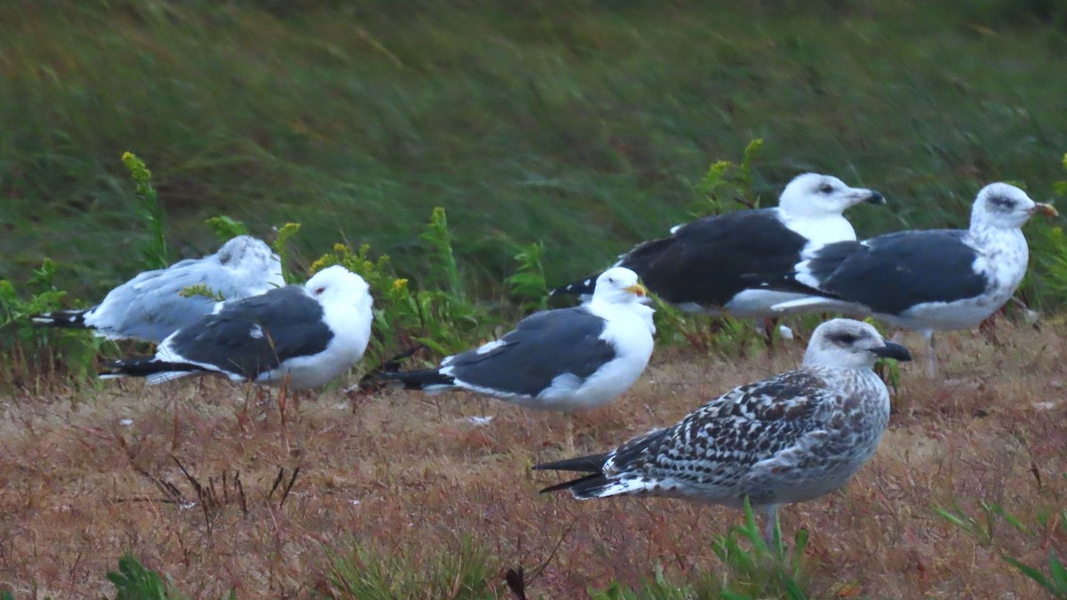 Lesser Black-backed Gull - ML624129611