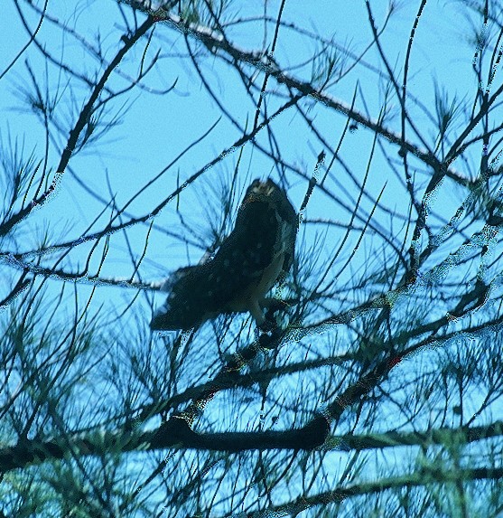 Short-eared Owl (Antillean) - ML624129616