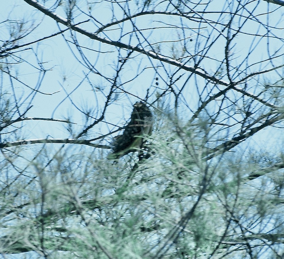 Short-eared Owl (Antillean) - ML624129627