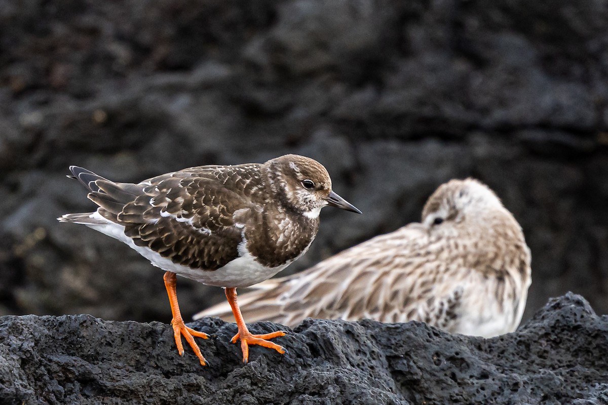 Ruddy Turnstone - ML624129628