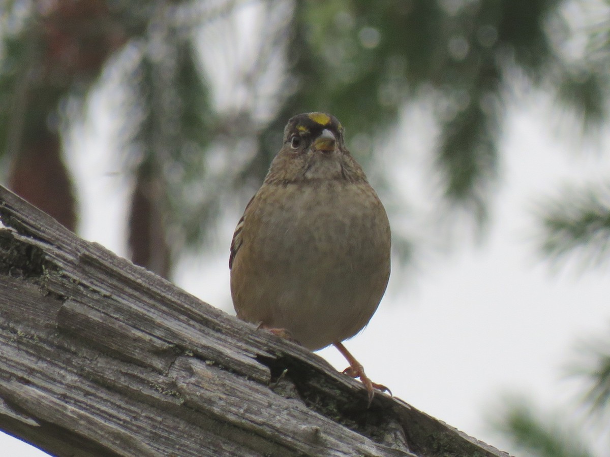 Golden-crowned Sparrow - ML624129631