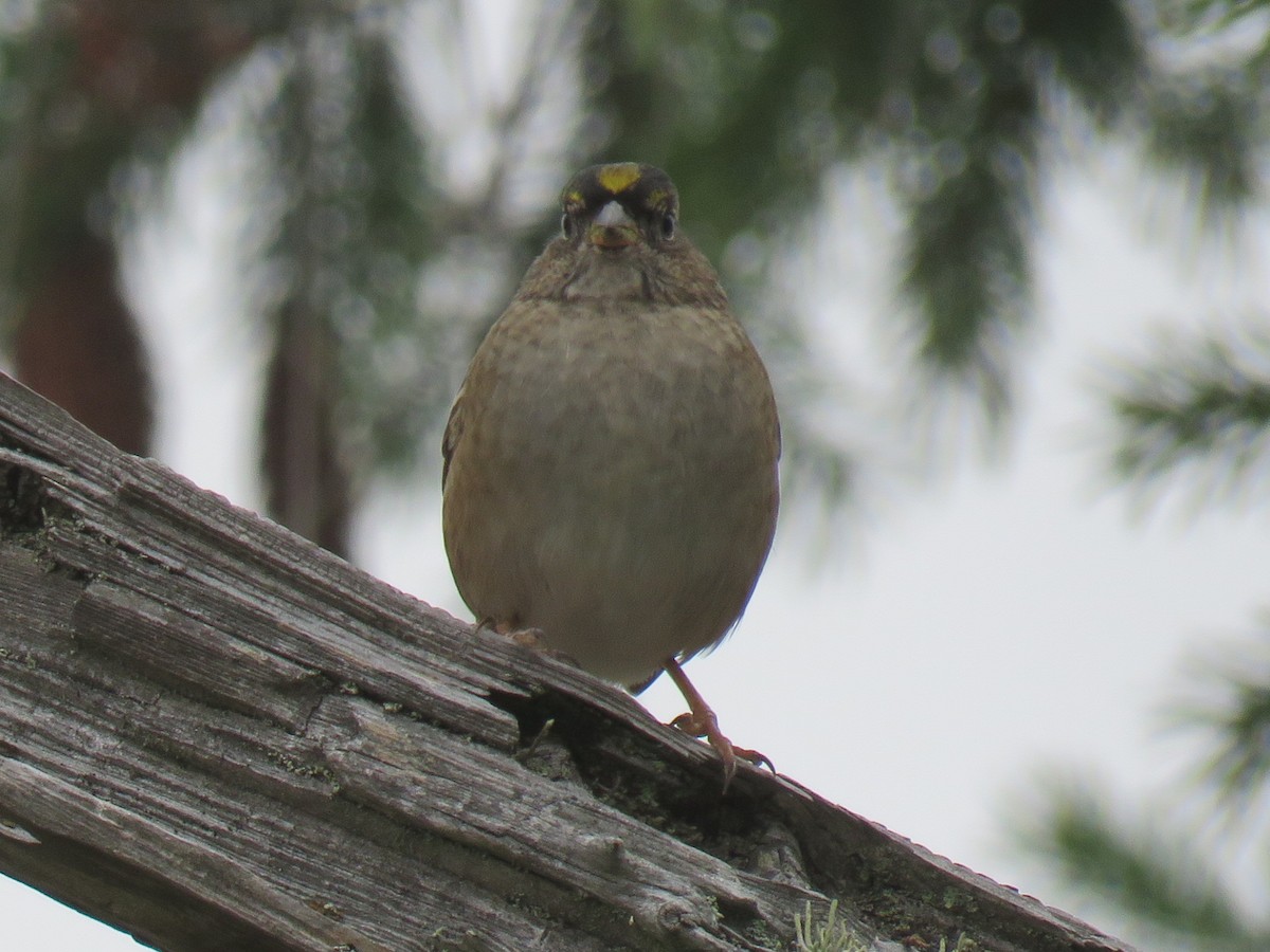 Golden-crowned Sparrow - Don Wilshere