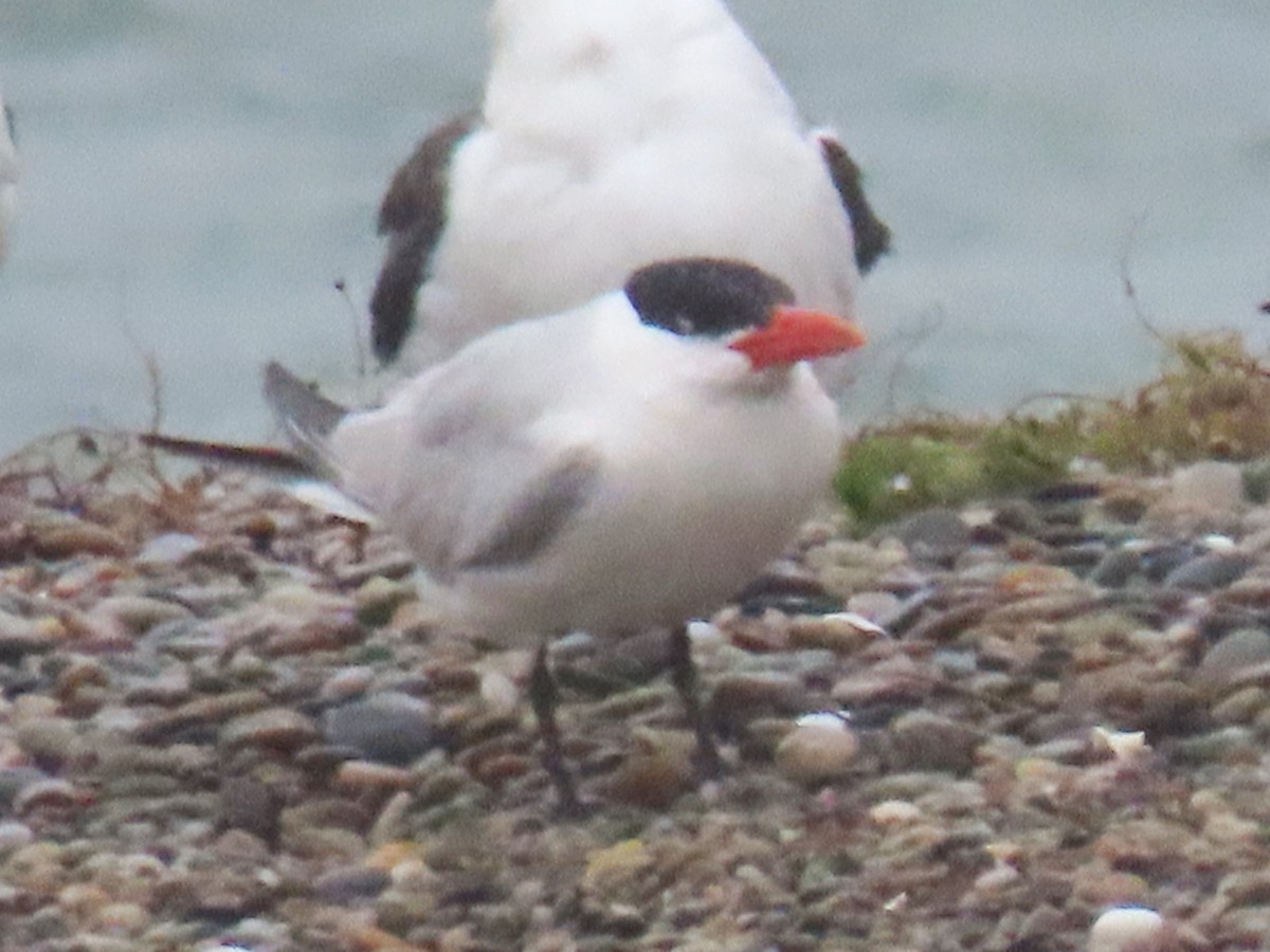 Caspian Tern - ML624129661