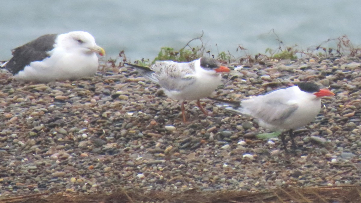 Caspian Tern - ML624129662