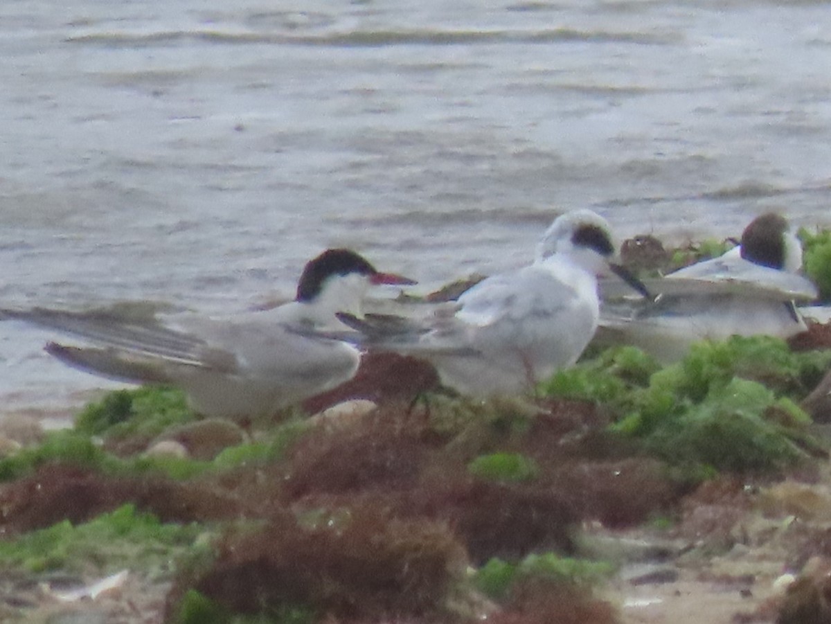 Forster's Tern - ML624129684