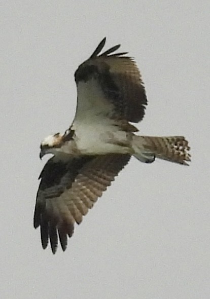 Osprey - ML624129699