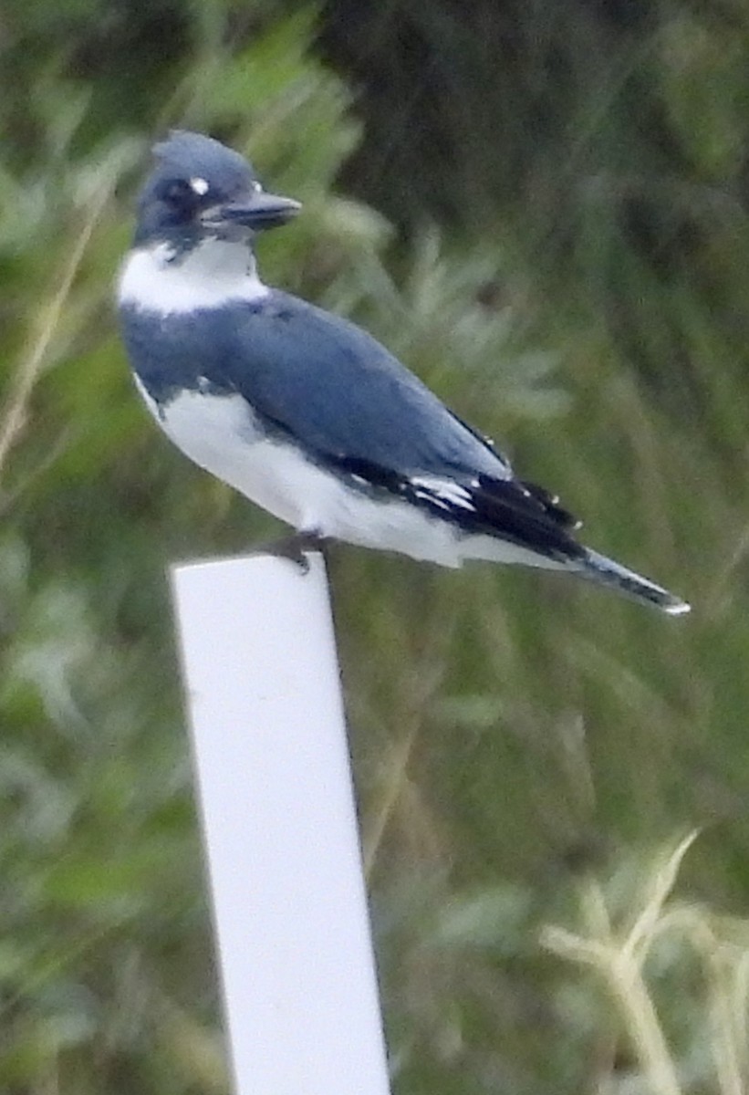 Belted Kingfisher - ML624129734