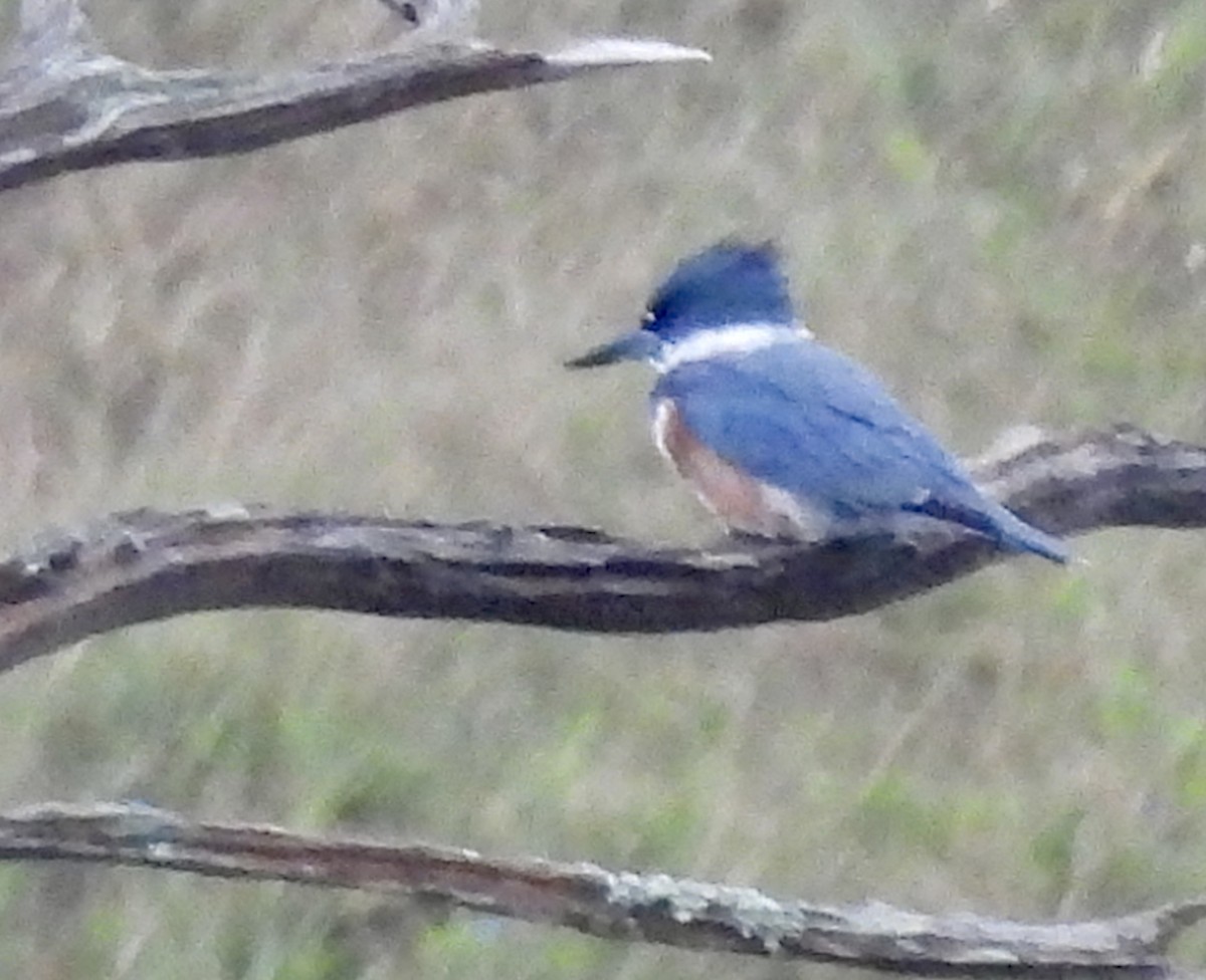 Belted Kingfisher - ML624129742