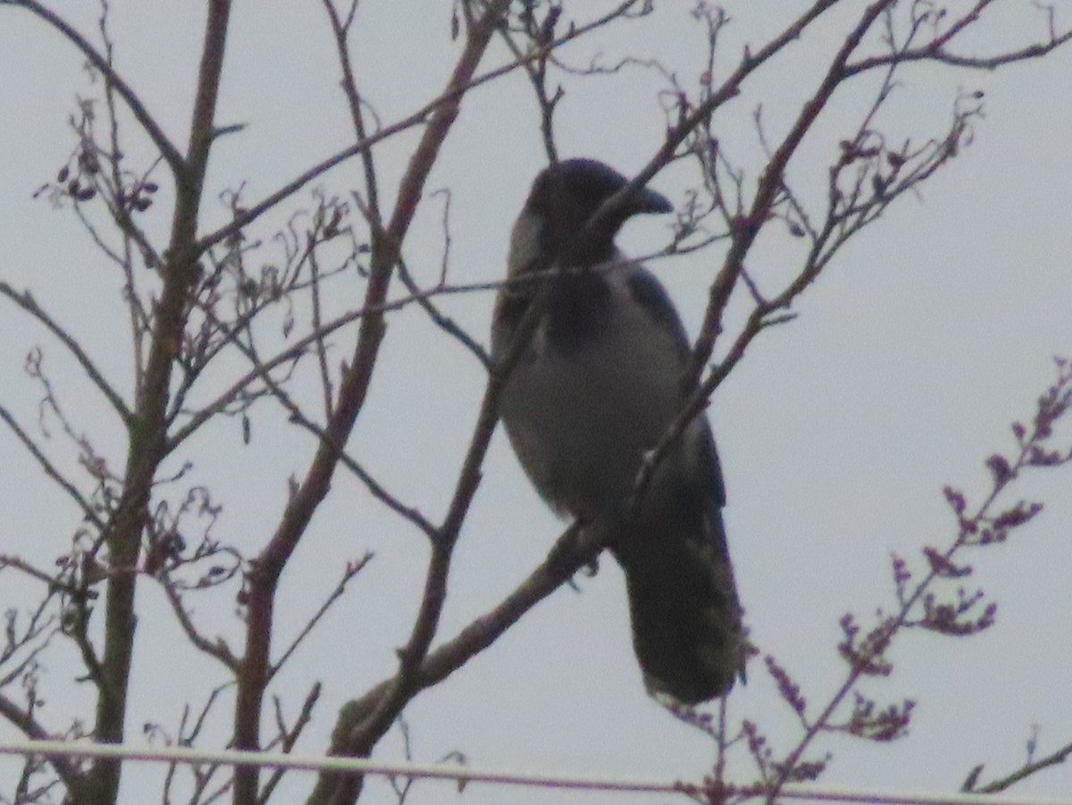 Hooded Crow - ML624129756