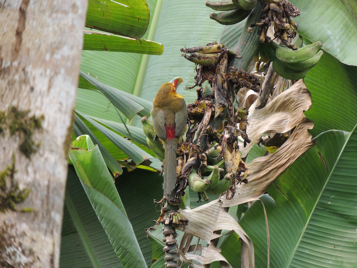 Saffron Toucanet - ML624129784