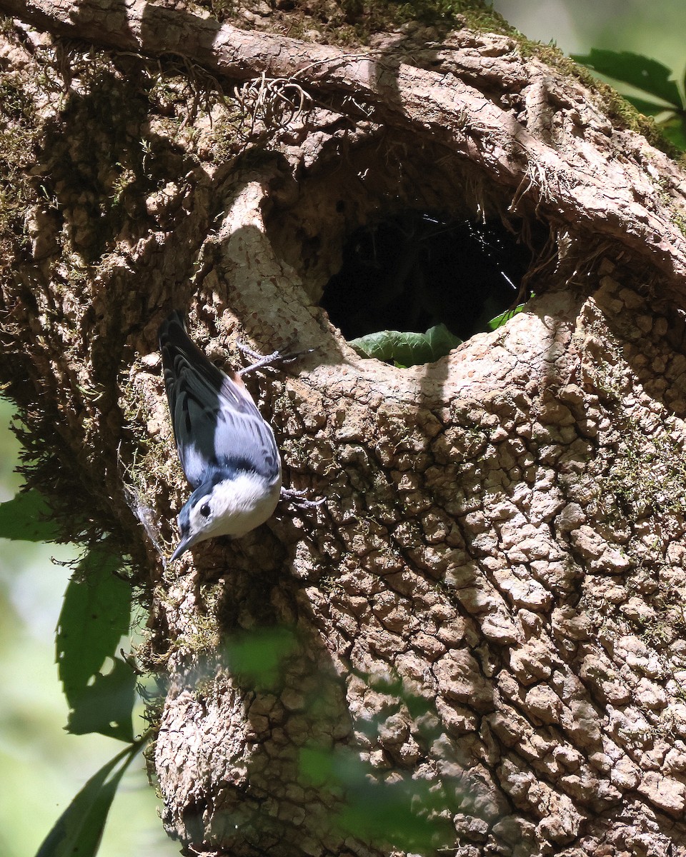 White-breasted Nuthatch - ML624129805