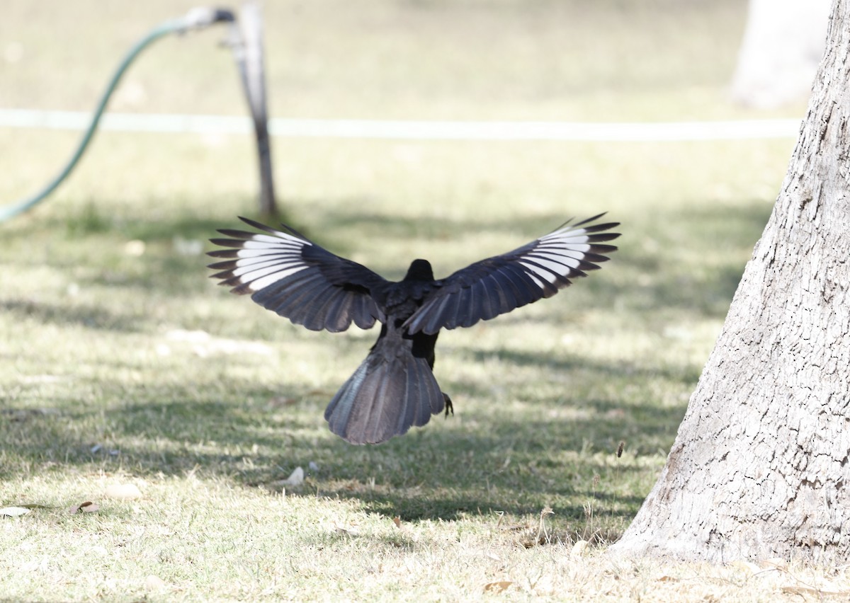 White-winged Chough - ML624129813