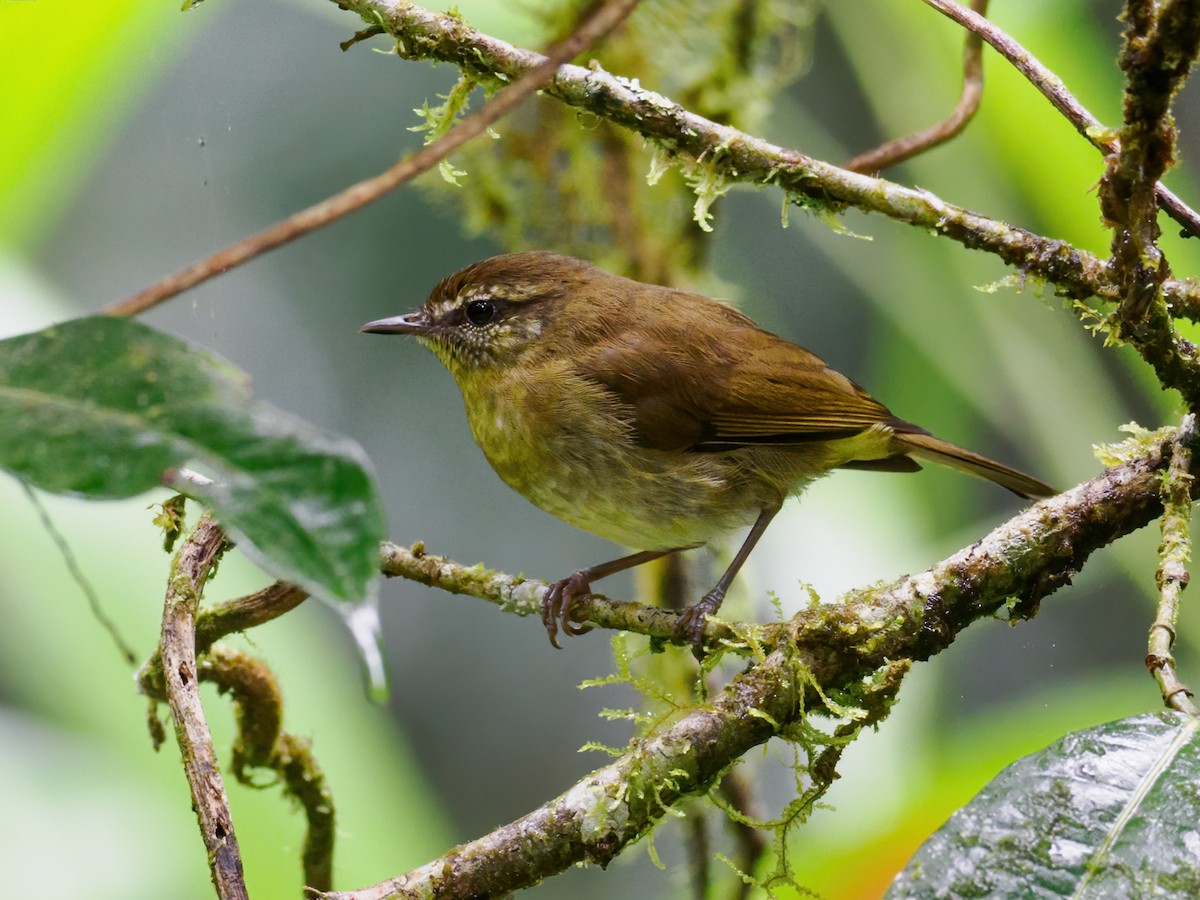 Sulawesi Leaf Warbler - ML624129830