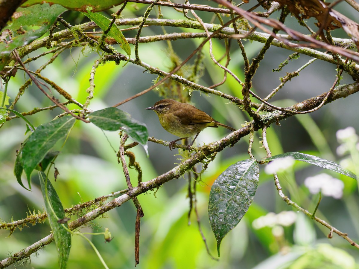 Mosquitero de Célebes - ML624129831