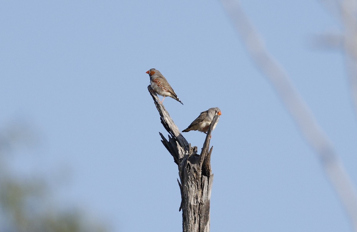 Zebra Finch - ML624129864