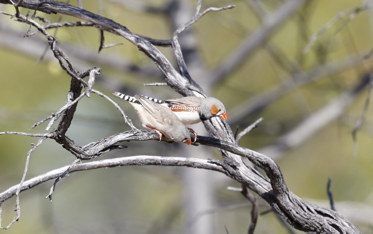 Zebra Finch - ML624129865