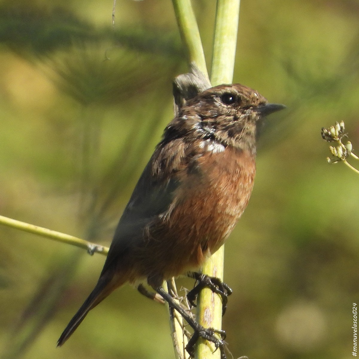 European Stonechat - ML624129878