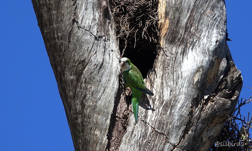 Monk Parakeet - Silvia Vitale