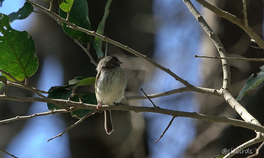 Pearly-vented Tody-Tyrant - Silvia Vitale