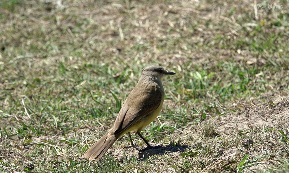 Cattle Tyrant - ML624129938