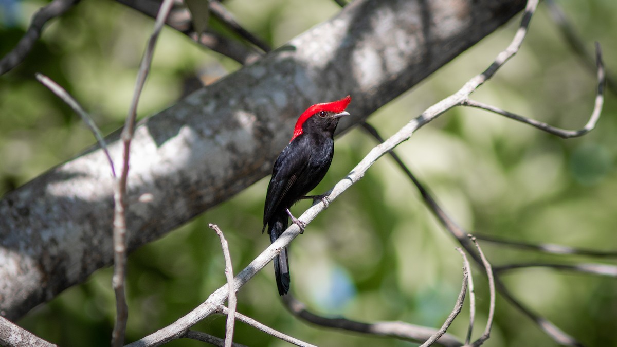 Helmeted Manakin - ML624129953