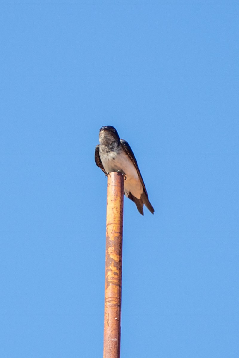 Gray-breasted Martin - ML624129957