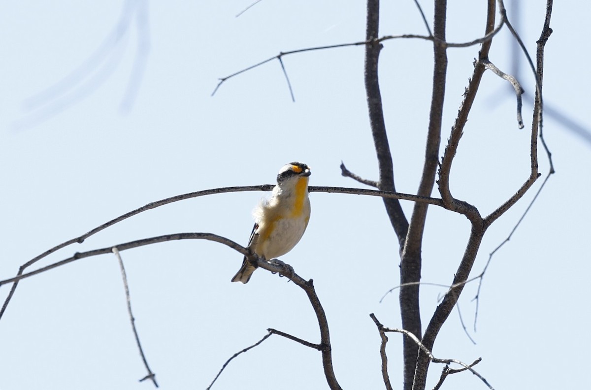 Striated Pardalote - ML624129964