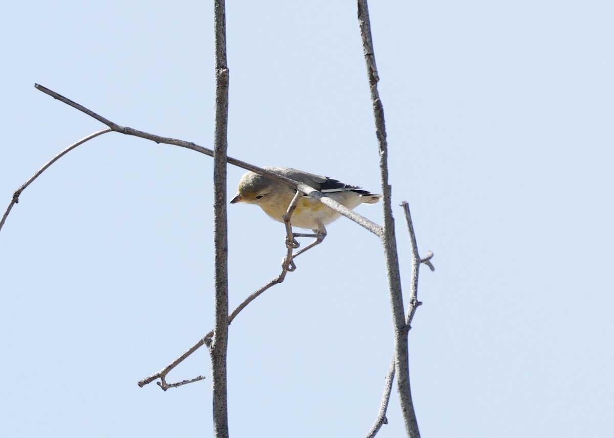 Striated Pardalote - ML624129965