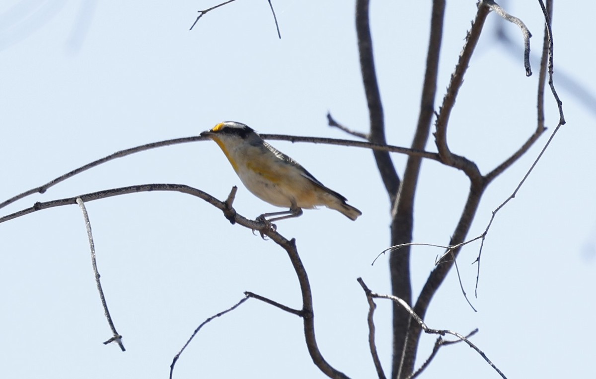 Striated Pardalote - ML624129966