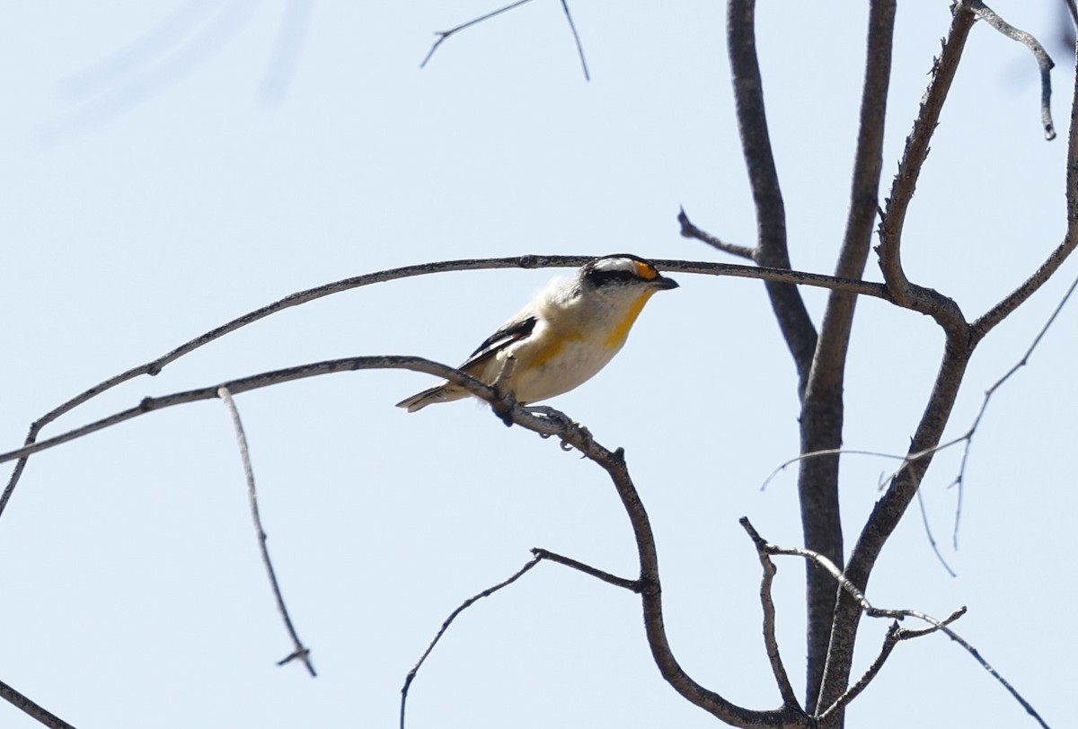 Striated Pardalote - ML624129967