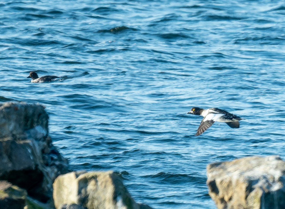 Common Goldeneye - Alexander Naumov