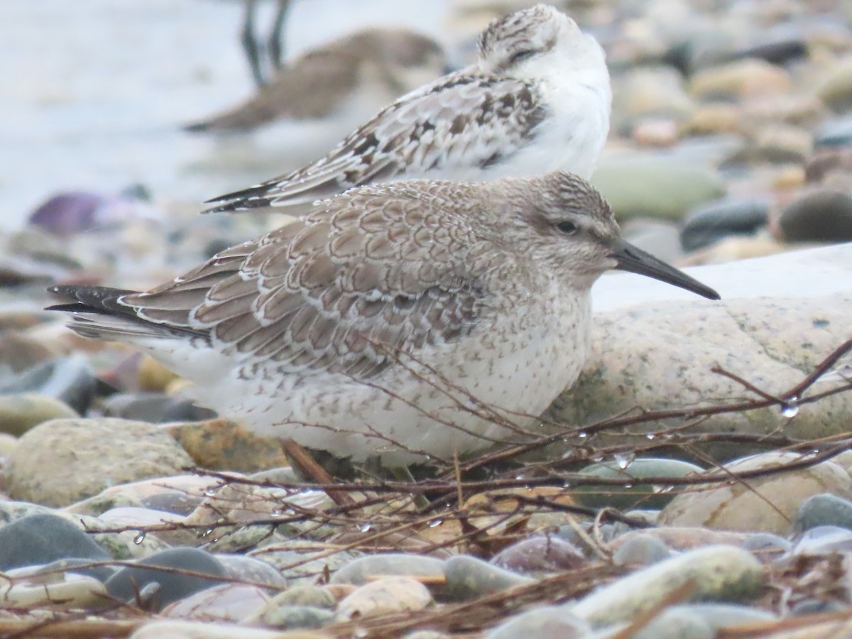 Red Knot - ML624129978