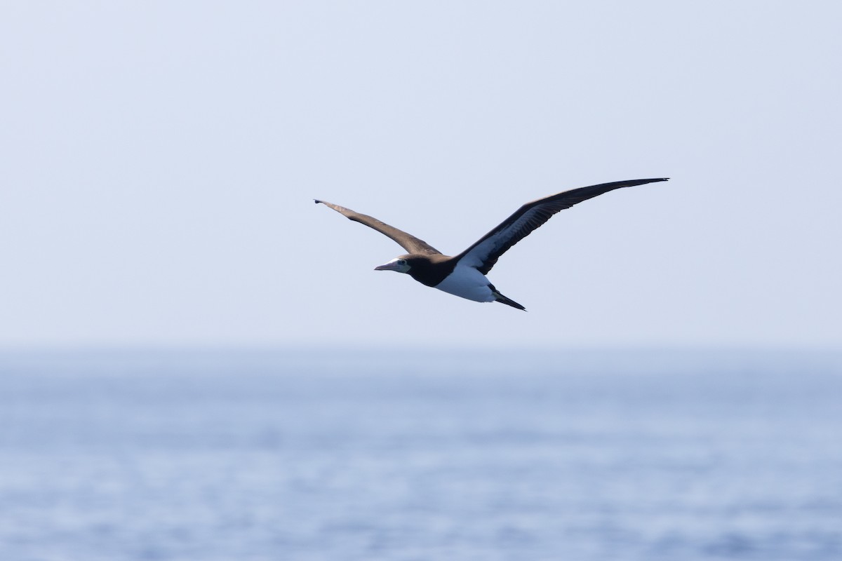 Brown Booby - ML624129990