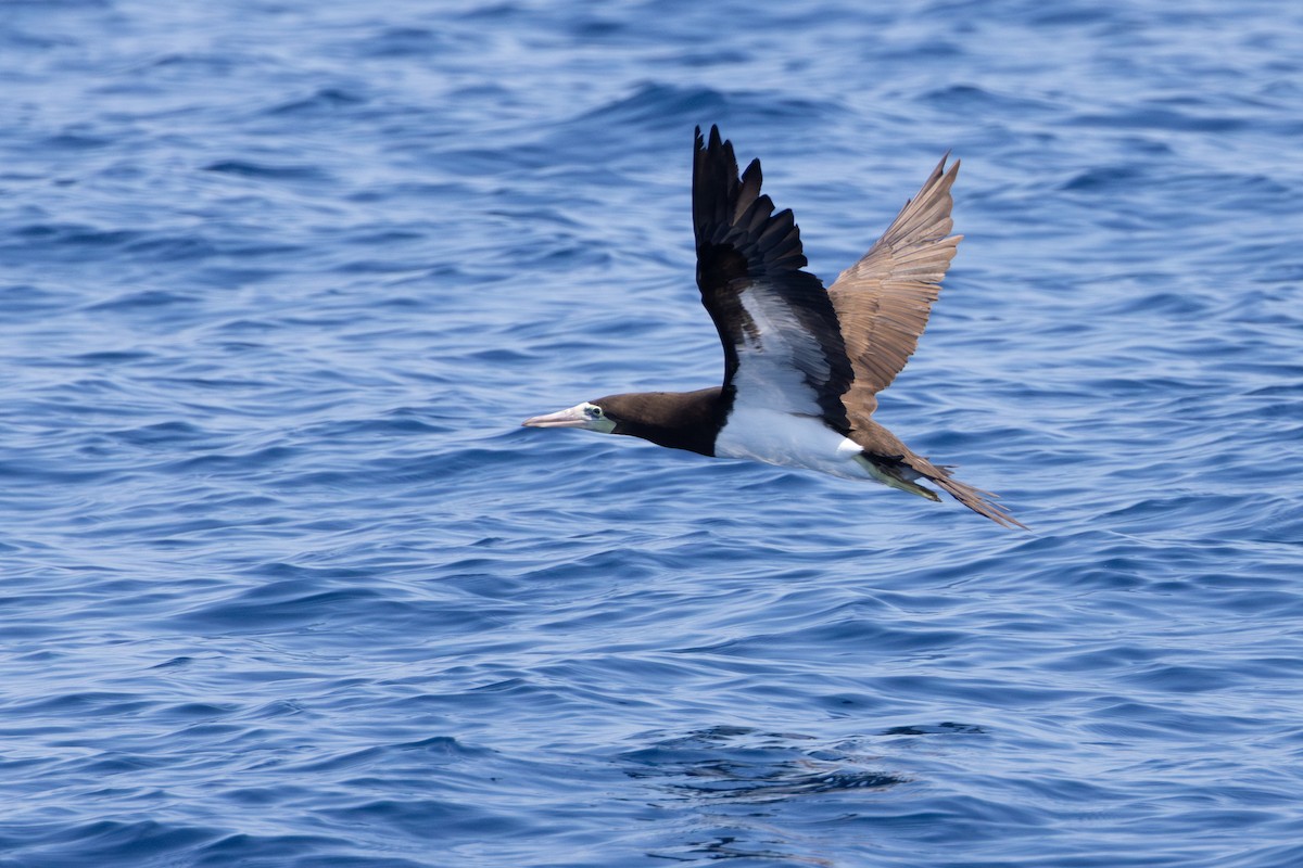 Brown Booby - ML624129991