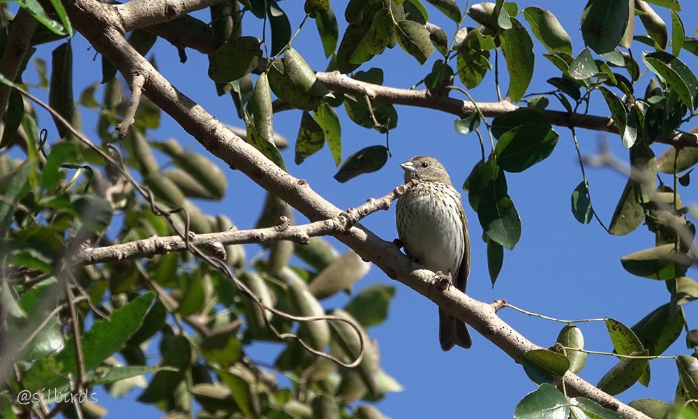 Saffron Finch - ML624129992