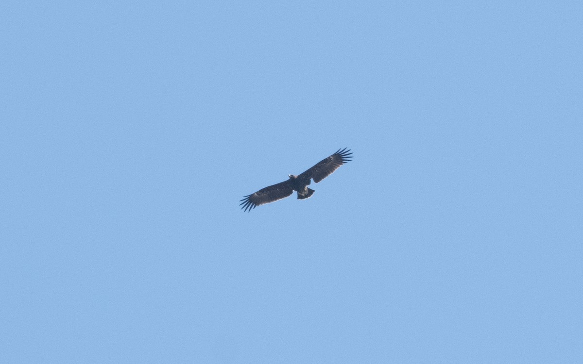 Greater Spotted Eagle - ML624130003